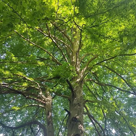 Casa Mattirolo - Castagneto Po